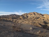 Scientists study the bighorn sheep herd in the park.