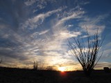Flower lovers flock to Anza-Borrego in the spring for desert wildflowers.