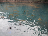 Kapsenberg is studying the impact of climate change on the acidity of the water, and the subsequent impact on wildlife. She and a research partner occasionally have to dive off Anacapa Island to replace sensors.