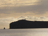 The Channel Islands are home to more than 2,000 species, including the Channel Island fox and the Island fence lizard, which are endemic to the islands.